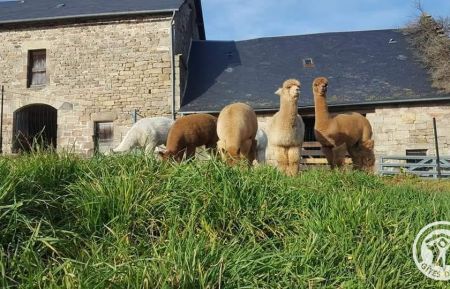 Exploitation agricole "Les Alpagas des Monédières" Gîte n°19G4053 Chaumeil - Corrèze - Exploitation agricole "Les Alpagas des Monédières"