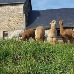 gite - Des alpagas - CHAUMEIL - Corrèze